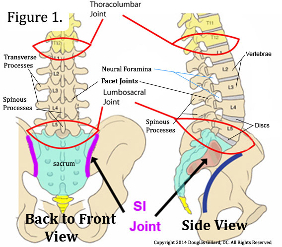 lumbar vertebrae labeled lateral