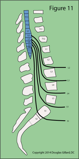 lumbar spine wiring