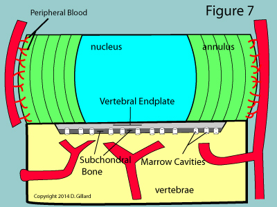 disc blood supply