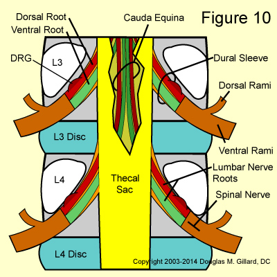 epidural space