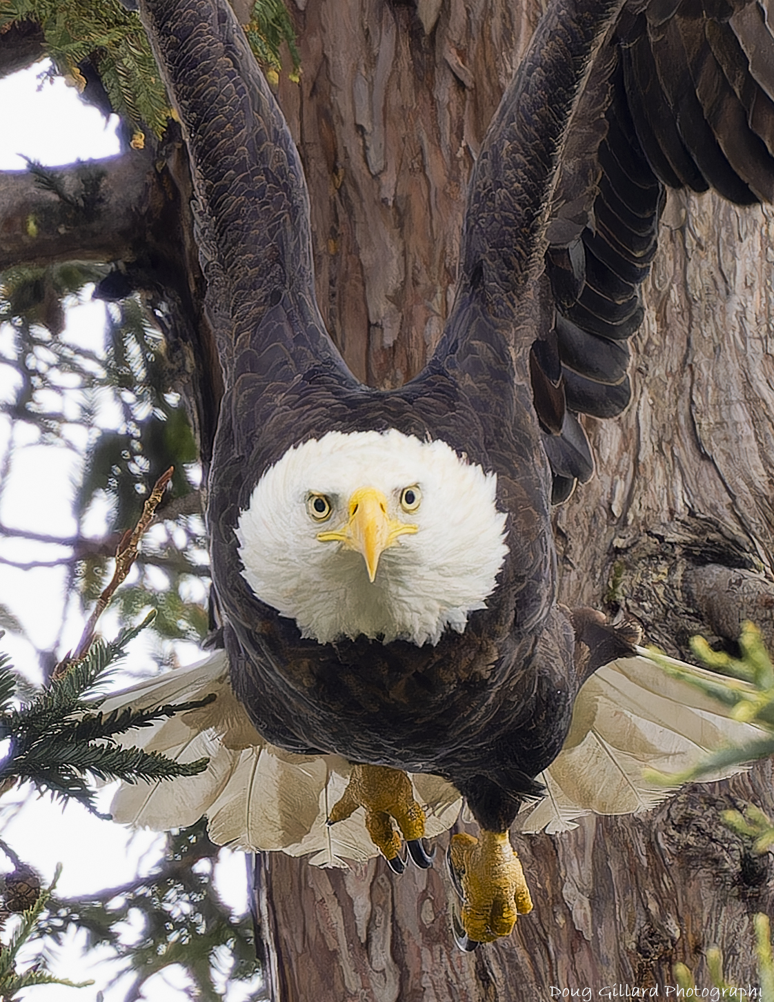 bald eagle